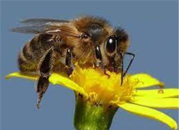  - Kent’s Plan Bee chairman calls on private landowners to rewild