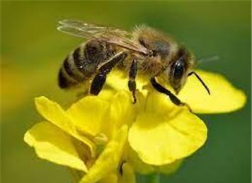  - Kent's 'Plan Bee' summit showed how we can help pollinators